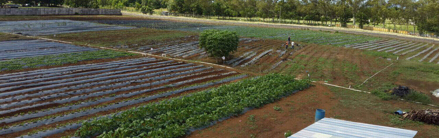 FINCA PANDORA DONDE DESARROLLAMOS NUESTRAS SEMILLAS