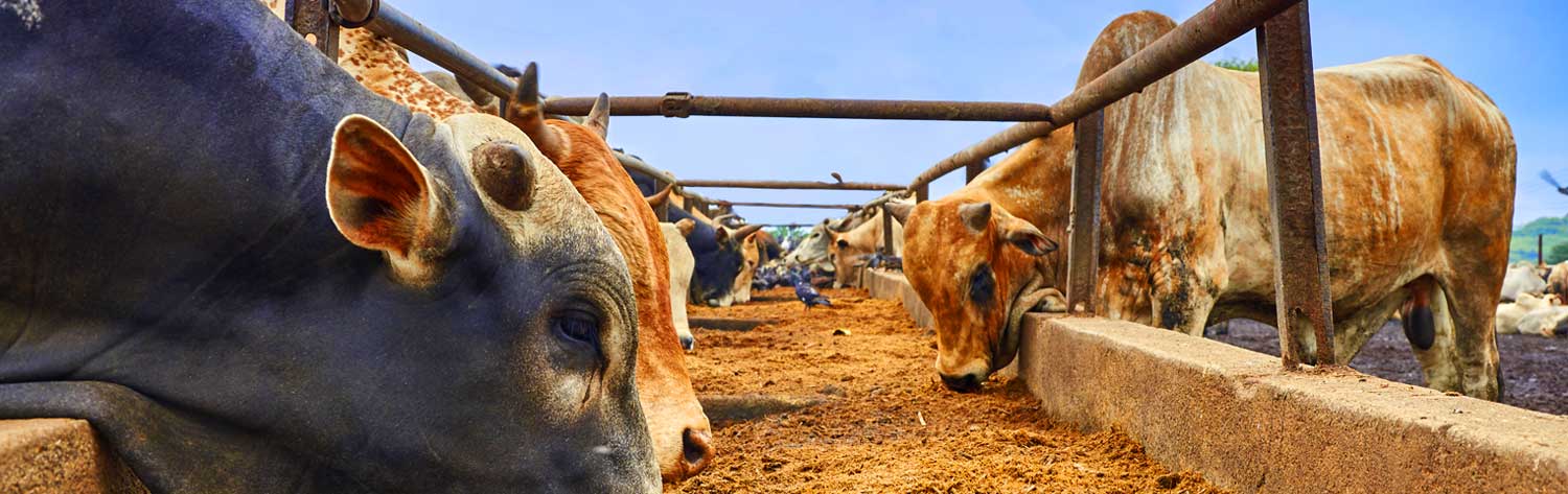 UMA-AGRO / PRODUCTIVIDAD Y RENTABILIDAD